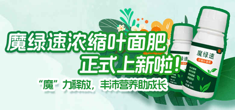 豐沛營養助成長！魔綠速濃縮葉面肥上新啦